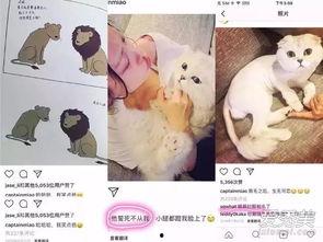 娱乐吃瓜酱虐猫博主